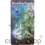 BUDDHA PULSAR FEMINIZED